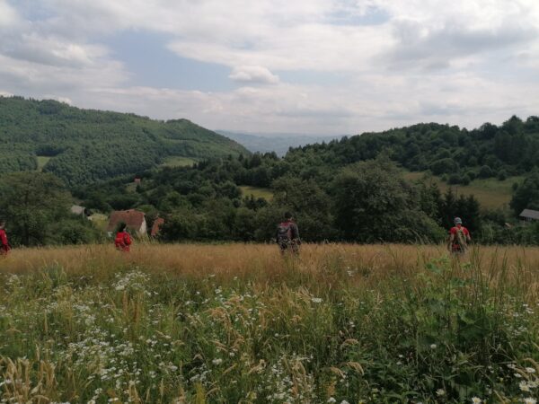 sarvitez